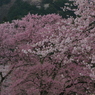 濃淡競演