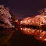 三嶋大社の夜桜が恋しくて・・・神池