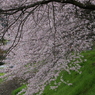 桜雪崩
