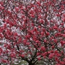 花模様　１