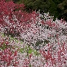 花の宴