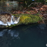 宝珠山立石寺 境内にて