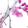 枝垂れ雫－Ⅱ
