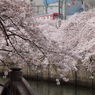 電車と桜の風景