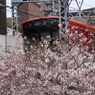 電車と桜の風景３