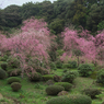 しだれ桜・１