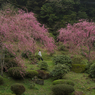 しだれ桜・３