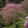 しだれ桜・４