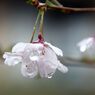 桜雫　DSC_0967