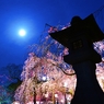 三嶋大社の夜桜が恋しくて・・・朧月夜