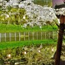 郡山城と桜 －ライトアップ－