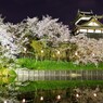 郡山城と桜 －ライトアップー