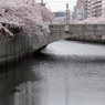 橋と満開桜風景４