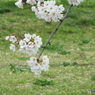 桜1