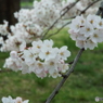 桜2