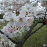 桜3
