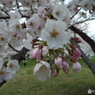 桜4