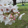 桜5