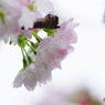 満開苔清水さく、、、ら