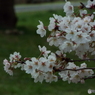 桜6