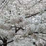 桜7
