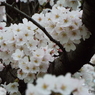 桜9