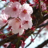 陽光1