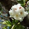 十月桜1