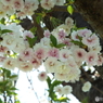 十月桜2
