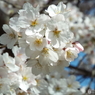 桜10