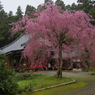 しだれ桜・６
