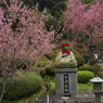 しだれ桜・７