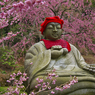 しだれ桜・８