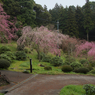しだれ桜・１０