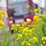 路面電車と菜の花２