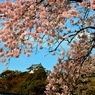 彦根城の桜