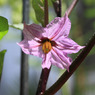 茄子の花