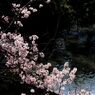 堀の桜　　DSC_1165
