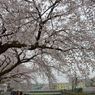 桜_野川_06