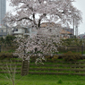 桜_野川_07