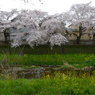 桜_野川_08