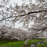桜_野川_09