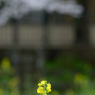 菜の花_野川