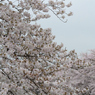 桜_野川_11