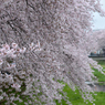 桜_野川_12