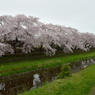 桜_野川_14