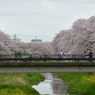 桜_野川_15