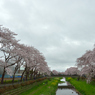 桜_野川_16