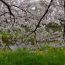 桜_野川_17