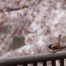 雀も浮かれて